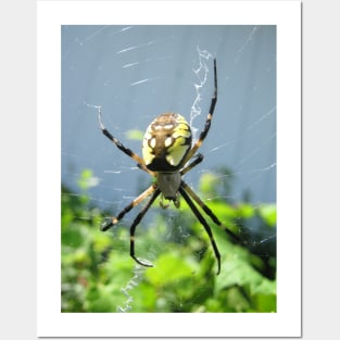 Orb Weaver Spider Posters and Art